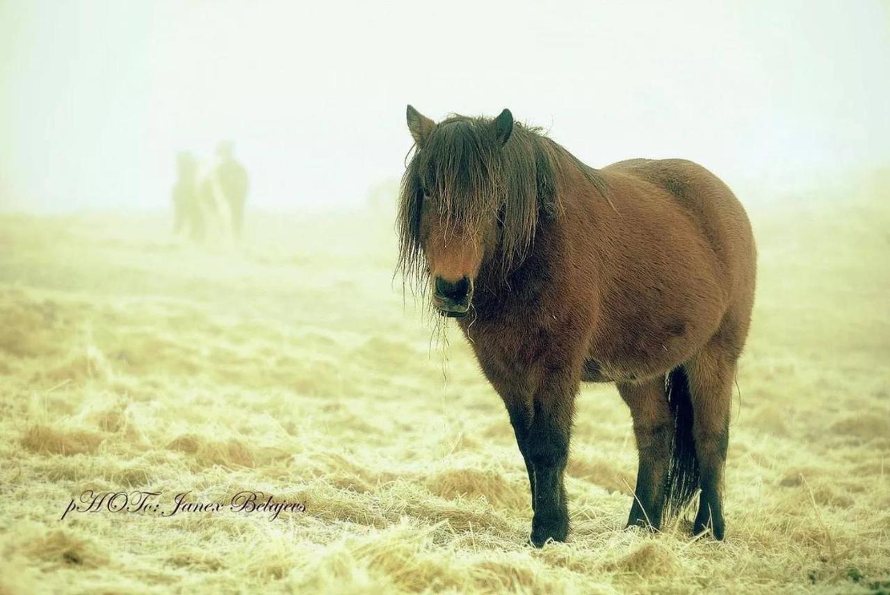 Efri-Gegnisholar Hotel Selfoss Bagian luar foto